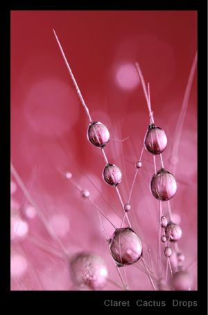 Claret Cactus Drops.jpg